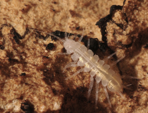 Proasellus_valdensis - Cr��dits image R. Lepennec